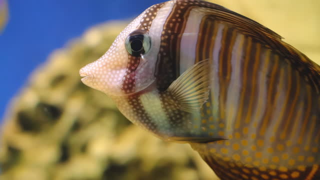 Beautiful coral fish Zebrasoma veliferum swims near reef in blue water.