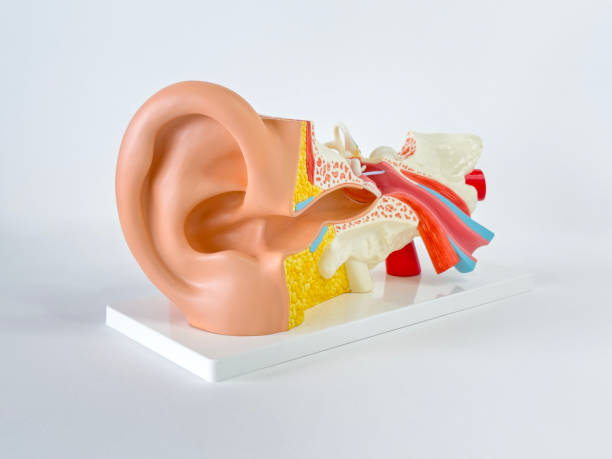 Human auditory system model stock photo