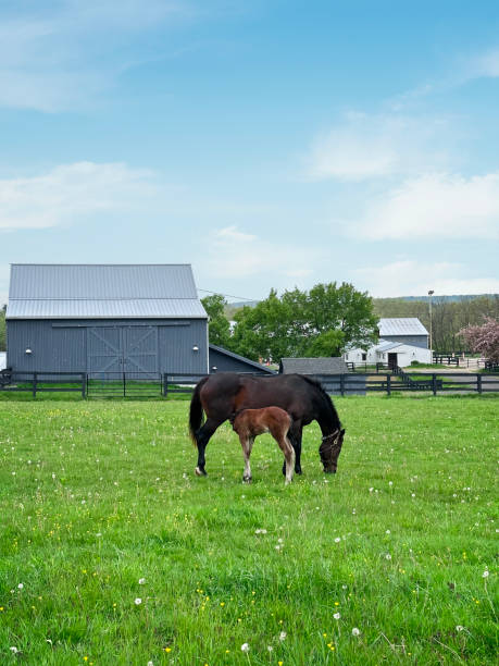 istock Dam and fen in a farm 1492480455