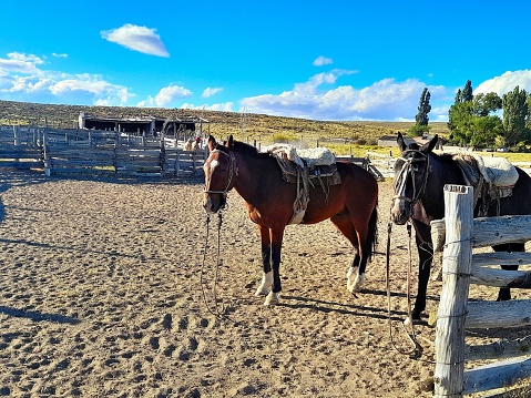 caballos en la lina sur de Rio Negro, Argentina