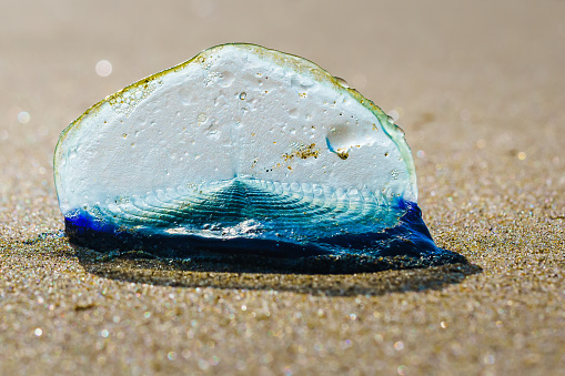 Blue sail jellyfish, or by-the-wind-sailor, or Velella Velella, close-up on the beach. A tiny sail allows the organism to travel on sea