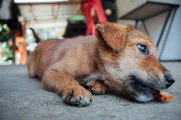 istock cute brown puppy 1492482320