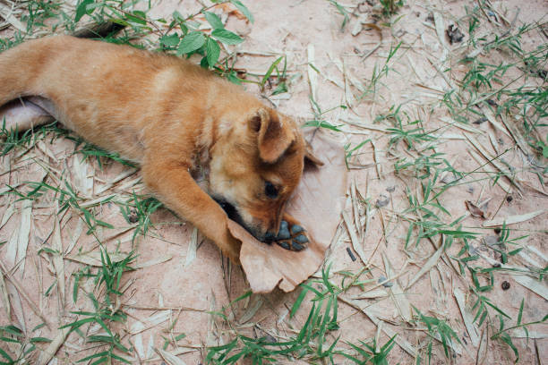 istock cute brown puppy 1492482338
