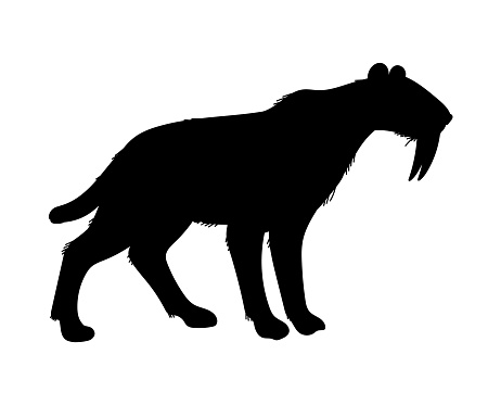 Vector illustration of black silhouette Smilodon, saber toothed tiger, predator of ice age. Concept of prehistoric period animals, cartoon character hand drawn design style, isolated on white background.