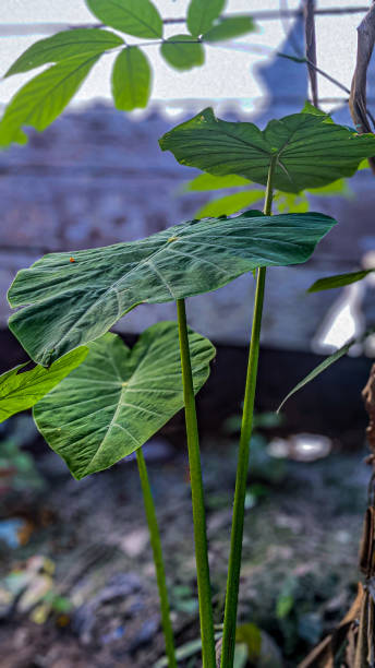 istock taro plants that live behind the house 1492487632