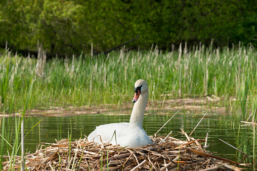 Mute swan were brought to Ontario, Canada, in the 1950s. They are considered an invasive species in Ontario due to their aggressive behaviour and negative impact on native waterfowl species. The population has steadily increased since their introduction, and efforts have been made to manage their numbers and mitigate their impact.