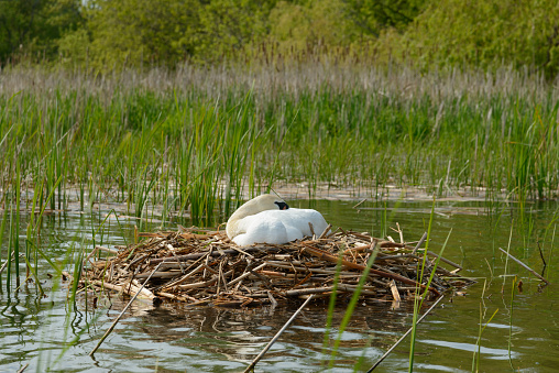 Newly hatched baby Trumpeter swans are ready to go for their first swim, and await the male who is checking if everything is OK.  Minnesota.  Once the OK was given, they all scurried off the nest into the water for the first time.  It was an outstanding case of child discipline.