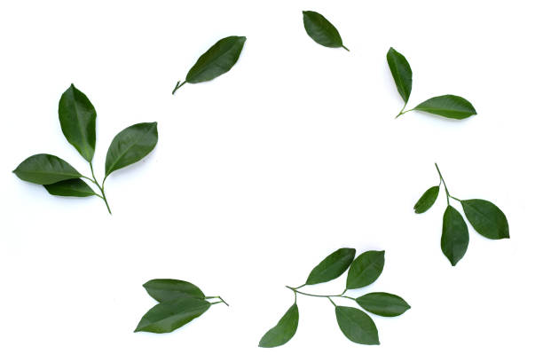 istock Citrus green leaves on white background. 1492489097
