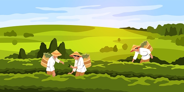 Tea pickers. People in vietnamese hats on green plantation collect leaves in large baskets, hot drink raw materials. Green horizontal landscape, cartoon flat isolated illustration. Tidy vector concept