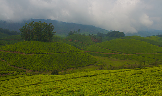 View of the beautiful tea plantation hills of Munnar, India