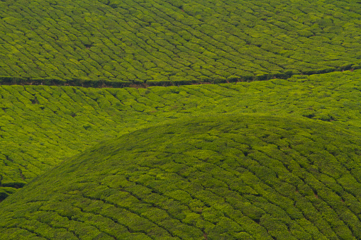 View of the beautiful tea plantation hills of Munnar, India