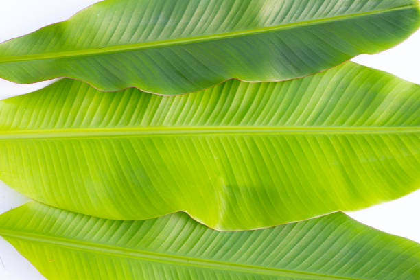 istock Fresh banana leaves on white background. 1492489363