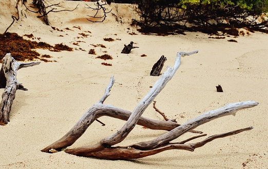 After washing ashore a piece of driftwood is positioned into the soft beach san