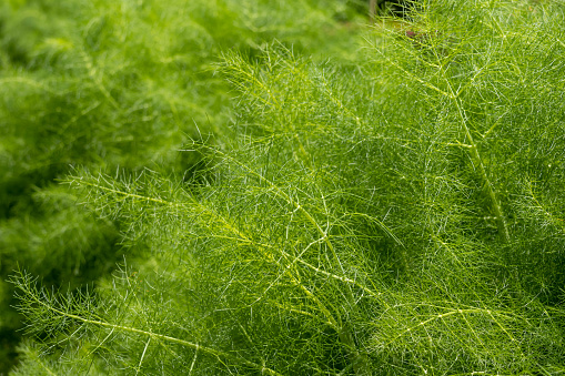 herb fennel