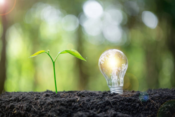 istock Idea of renewable energy and energy saving. Energy saving light bulb and tree growing on the ground on bokeh nature background. Saving, accounting and financial concept. 1492493259