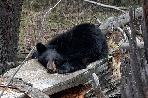 Black bear cub is lying on a log staring at camera in Yellowstone Ecosystem in western USA of North America. Nearest cities are Bozeman, Billings, Gardiner, Cooke City, Montana, Denver, Colorado, Salt Lake City, Utah, and Jackson, Wyoming.