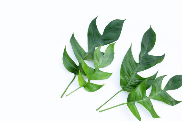 istock Monstera adansonii or monstera deliciosa liebm leaves on white background. Copy space 1492500613