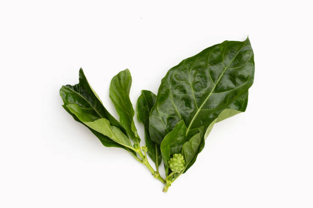 istock Noni or Morinda Citrifolia leaves on white background. 1492502303