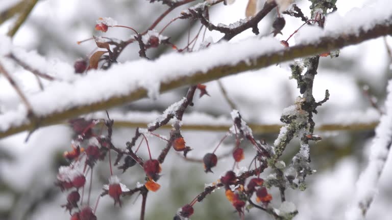 Bullfinch (Pyrrhula pyrrhula) sitting on bush in winter