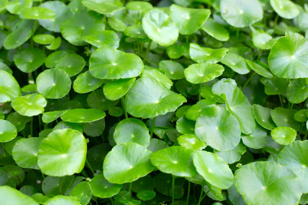 istock Centella asiatica (gotu kola). Fresh green leaves herb background. 1492502756