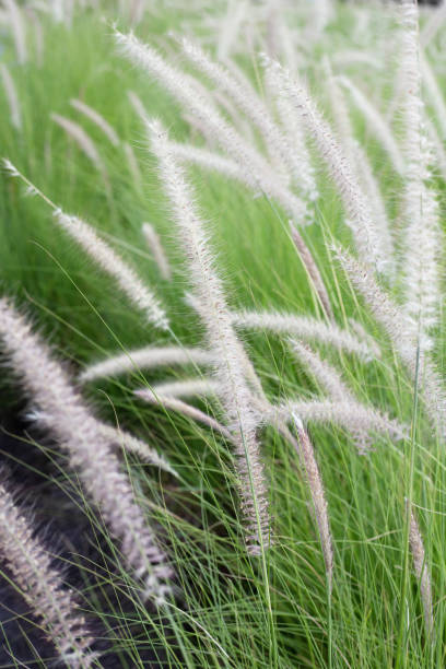 istock Fountain grass or pennisetum alopecuroides 1492504086