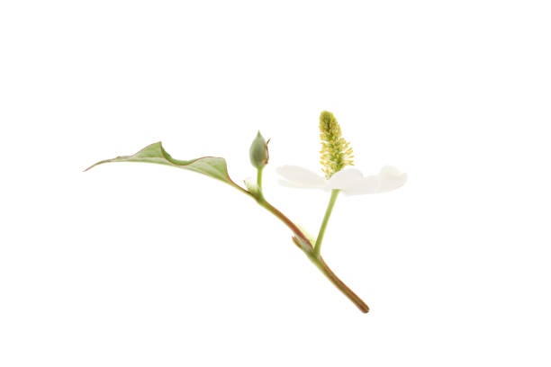 istock blooming houttuynia plant on a white background 1492505466