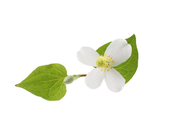 istock blooming houttuynia plant on a white background 1492506030