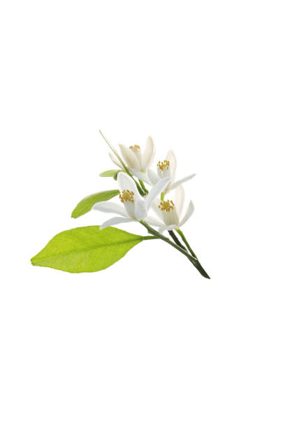 istock tangerine flowers isolated on a white background. 1492506848
