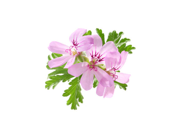 pink flowers of rose geranium on a white background