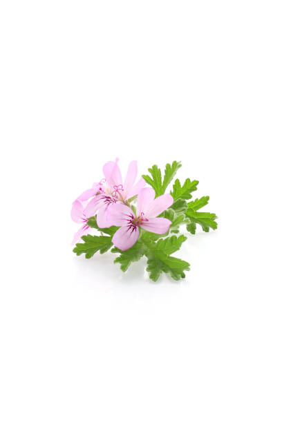 istock pink flowers of rose geranium on a white background 1492506874