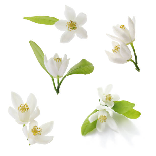 istock tangerine flowers isolated on a white background. 1492507296