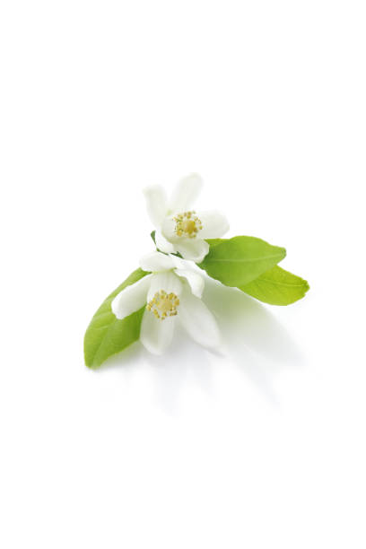 istock tangerine flowers isolated on a white background. 1492507297