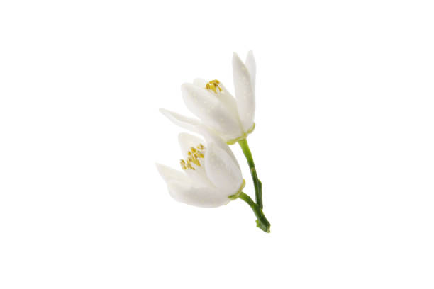 istock tangerine flowers isolated on a white background. 1492507298