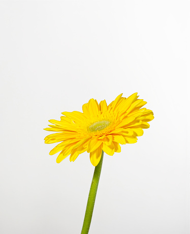 Yellow gerbera daisy on white background