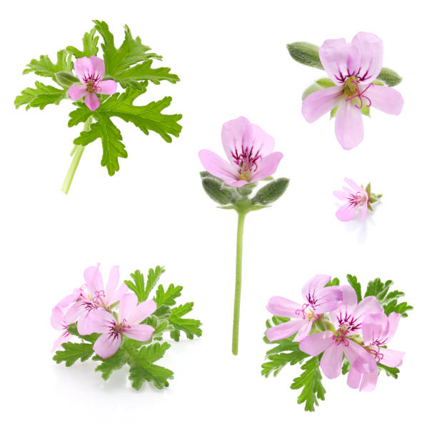 istock pink flowers of rose geranium on a white background 1492507555