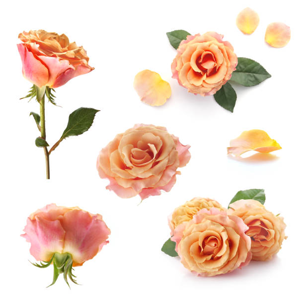 pale orange color rose isolated on a white background. close-up