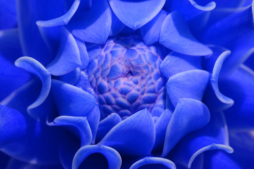 Close up petal of blue Torch ginger flower or blue flower image use for web design and wallpaper background