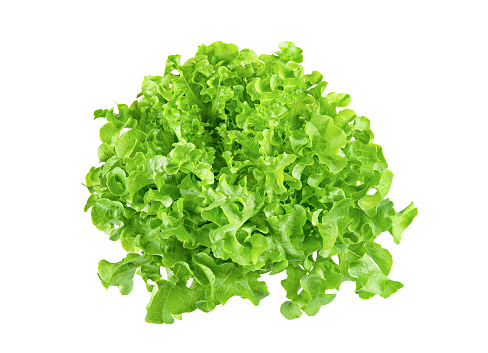 Fresh organic green lettuce isolated on white background