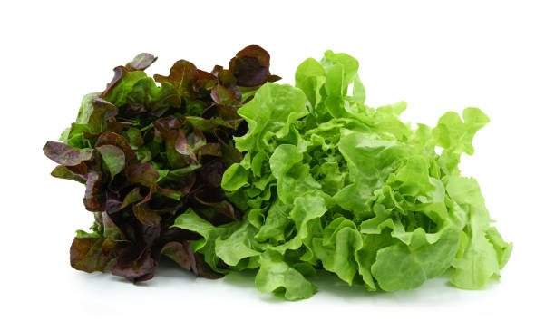 istock Fresh red and green lettuce isolated on white 1492513707