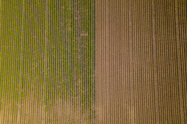 istock A field of corn is shown from above 1492515303