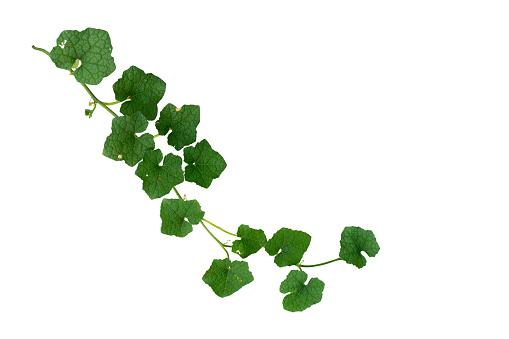 Ivy Plant Isolated on White Background with Clipping Path