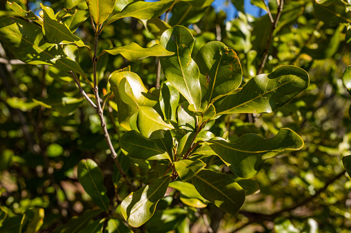 Macadamia trees on on a farm at Caniaba near Lismore, NSW, Australia