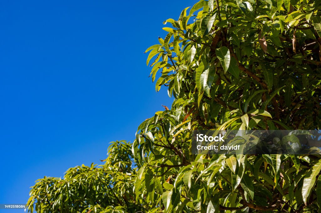 Mango Tree Leaf Abstract Stock Photo - Download Image Now - Abstract ...