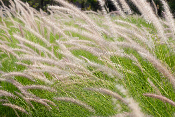 istock Fountain grass or pennisetum alopecuroides 1492518123