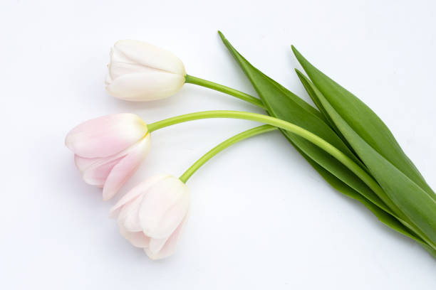 istock White pink tulips on white background. 1492518266