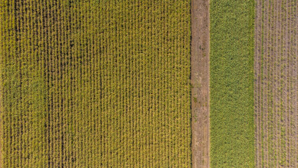 istock Sugar cane plantation aerial 1492521480