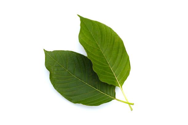 istock Mitragyna speciosa, Fresh kratom leaves on white background 1492523085