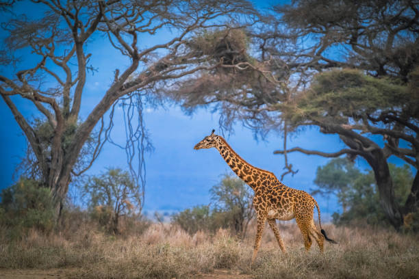 giraffa masai - masai giraffe foto e immagini stock