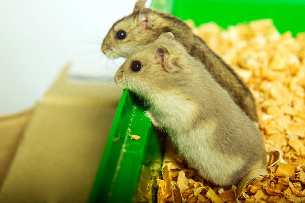 istock Syrian hamster in studio of his hamster house 1492523712