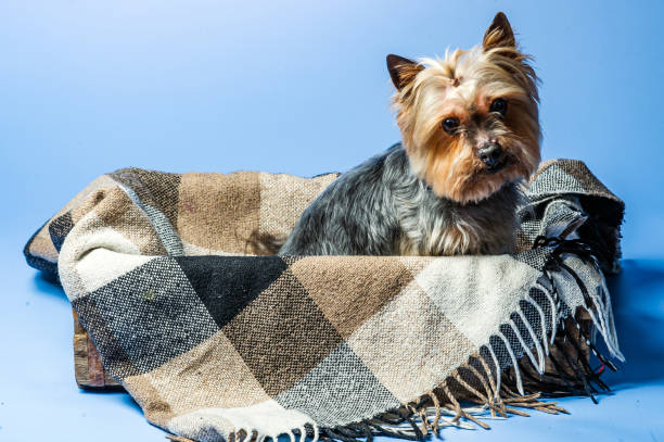 A Yorkshire terrier running in a field.